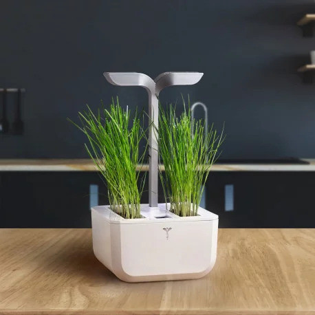 Szczypiorek chiński Véritable Lingot - BIO